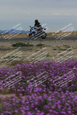 media/Jan-14-2023-SoCal Trackdays (Sat) [[497694156f]]/Turn 14 Exit Bloomig (145pm)/